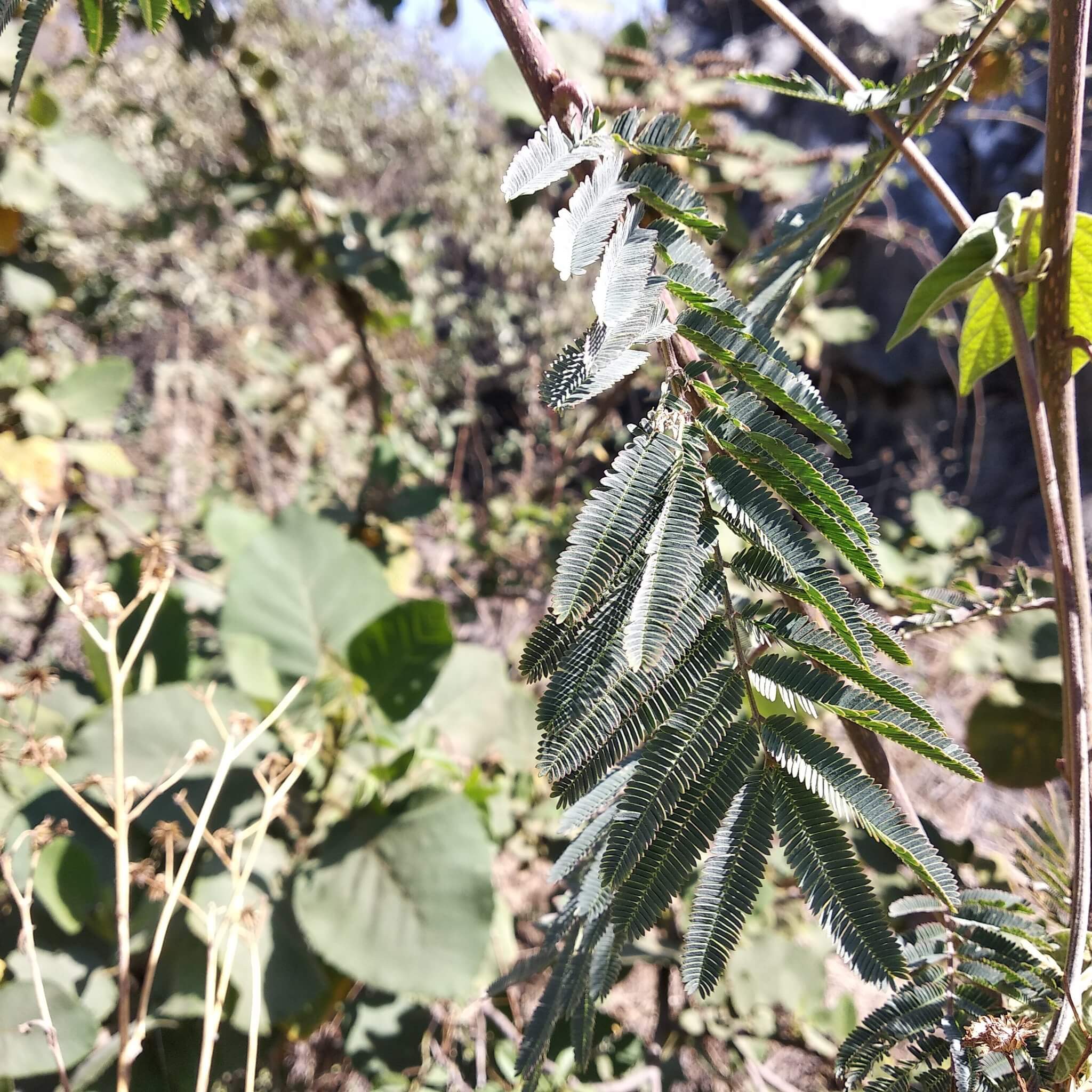 Calliandra houstoniana var. anomala